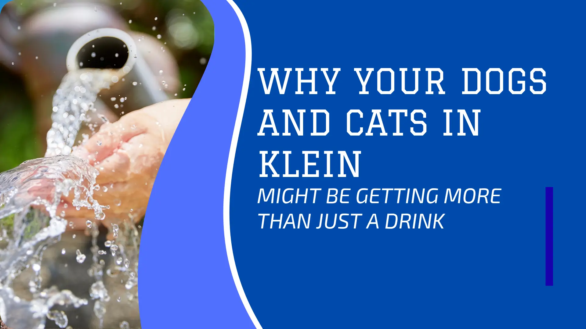 "A blog or guide banner with a split design. The left side features a close-up, slightly out-of-focus photo of clear water vigorously splashing over a person's hand as it flows out of a metal spigot or hose end, emphasizing freshness and purity. The right side is a bold, royal-blue background with white and light-blue text. The main text in large, white, sans-serif font reads: 'WHY YOUR DOGS AND CATS IN KLEIN'. Below this, in smaller, light-blue italicized text, it continues: 'MIGHT BE GETTING MORE THAN JUST A DRINK'. The overall theme suggests an informational piece about water quality in Klein, Texas, specifically concerning the health of pets (dogs and cats)." Why This Alt Text is Strong Detailed Description: It goes beyond simply stating what is visible by describing the composition, focus, and colors (e.g., "split design," "vigourosly splashing," "bold, royal-blue background"). Transcribes All Text: It captures every word on the banner, including the distinction between the large and smaller, italicized text. Conveys Context/Purpose: It identifies the image as a "blog or guide banner" and interprets the overall theme (water quality in Klein, Texas, and its effect on pets), which is crucial for SEO and accessibility. Specifies Location: It extracts the key geographic term "Klein" from the text, making the alt text more relevant for location-specific searches. Focus on Key Elements: It highlights the visual action (water splashing) and the emotional/informational hook of the text (getting "more than just a drink").